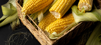 Sustainable Corn Farming: Growing Towards a Greener Future