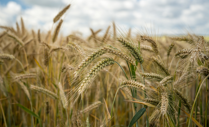 Oats Farming Investment