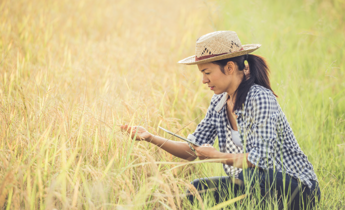 Sustainable Rice Farm Investment