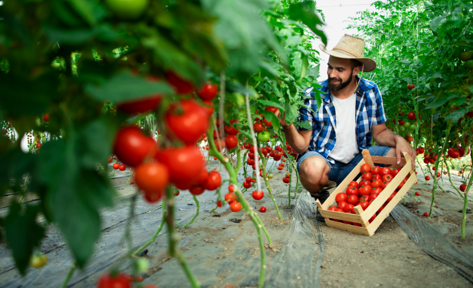 Organic Vegetable Farming Initiative